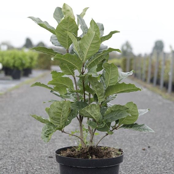 Chionanthus virginicus