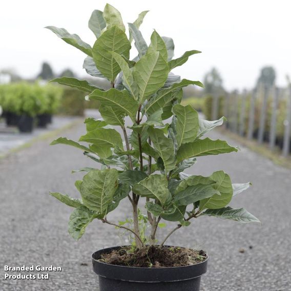 Chionanthus virginicus