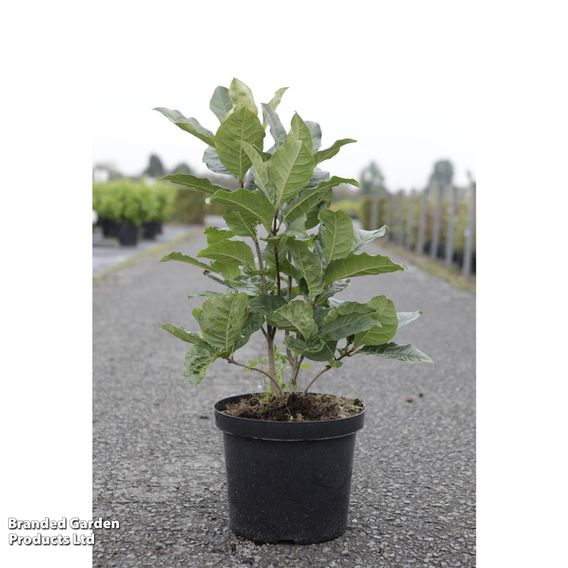 Chionanthus virginicus