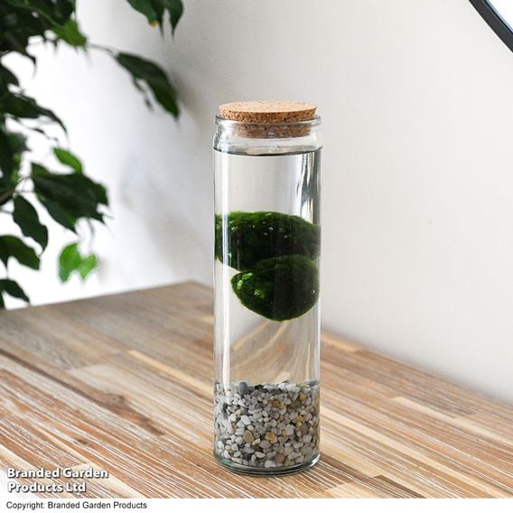 Moss Balls in Tall Glass Vase