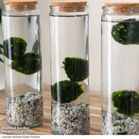 Moss Balls in Tall Glass Vase
