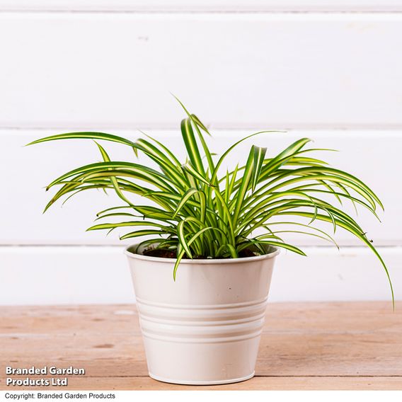 Chlorophytum comosum 'Atlantic'
