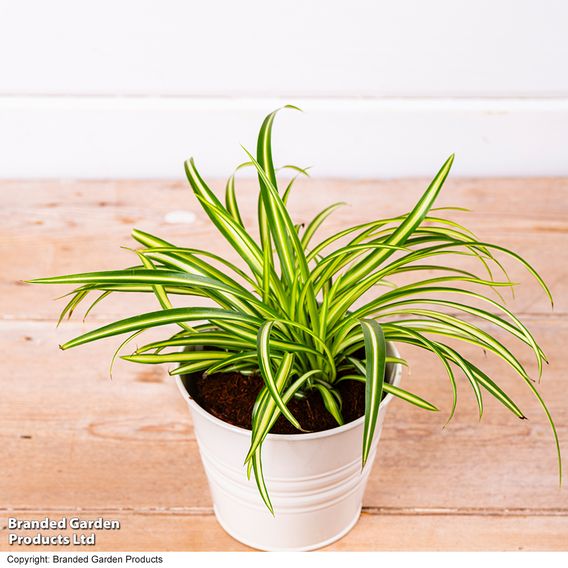Chlorophytum comosum 'Atlantic'