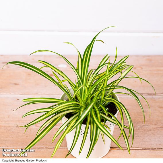 Chlorophytum comosum 'Atlantic'