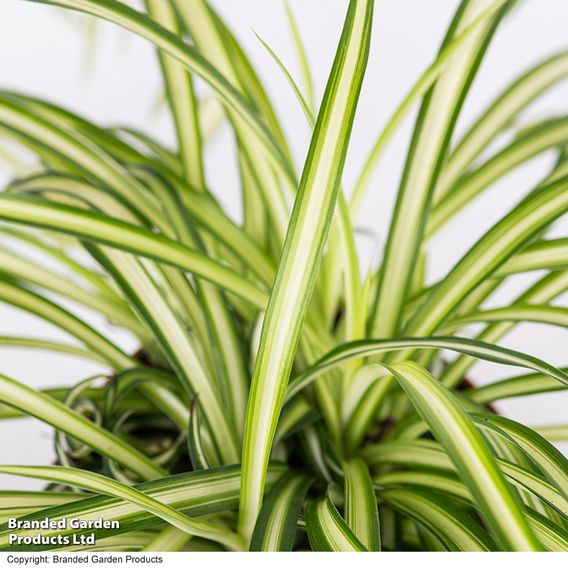 Chlorophytum comosum 'Atlantic'