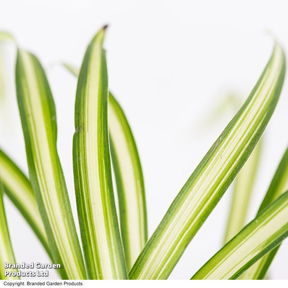 Chlorophytum comosum 'Atlantic'