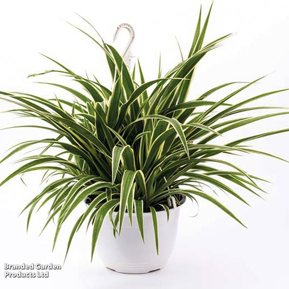Chlorophytum comosum 'Variegatum'