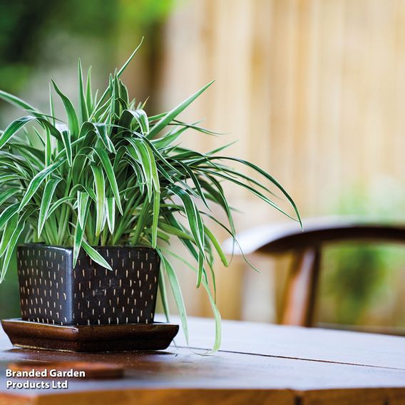 Chlorophytum comosum 'Variegatum'