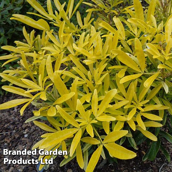 Choisya x dewitteana 'Aztec Gold'