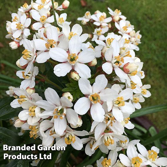 Choisya x dewitteana 'Greenfingers'
