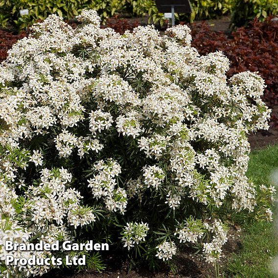 Choisya x dewitteana 'White Dazzler'