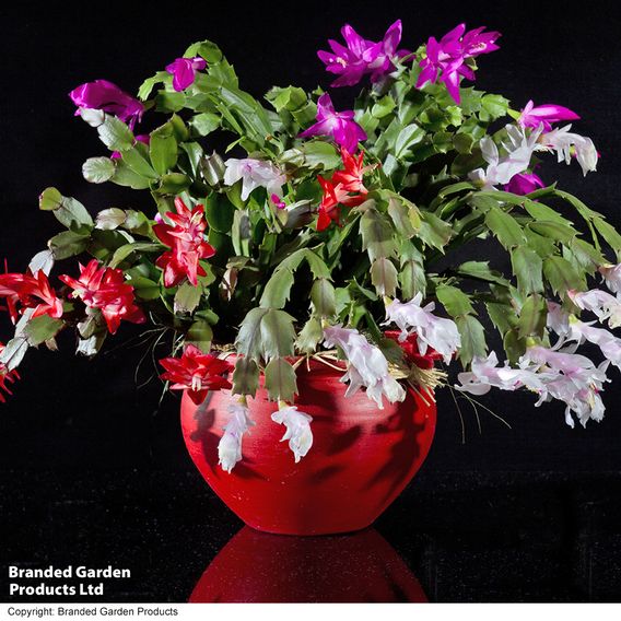 Christmas Cactus Multicoloured