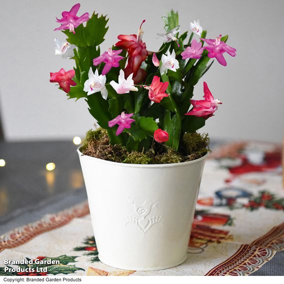 Christmas Cactus Multicoloured