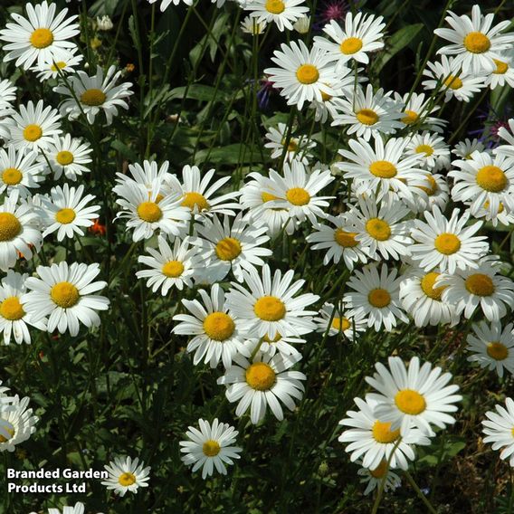 Chrysanthemum 'Silver Princess'