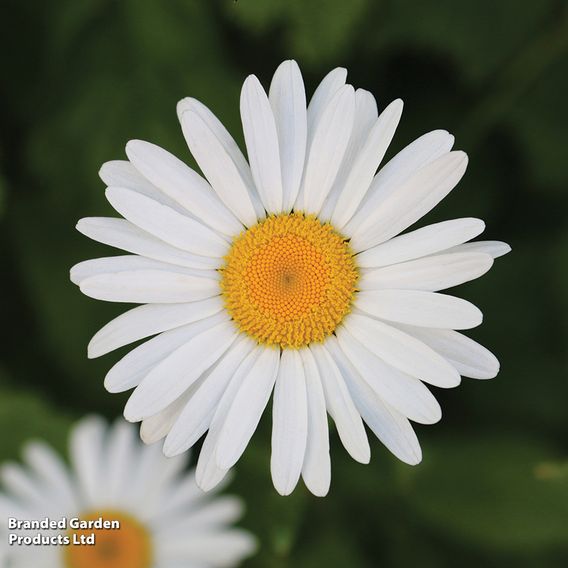 Chrysanthemum 'Silver Princess'