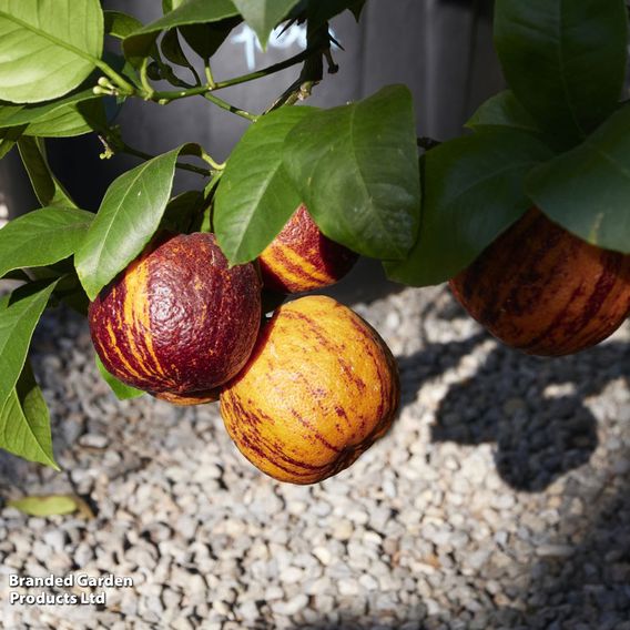 Blood meyer orange 'Arcobal' (Citrus Fruit)