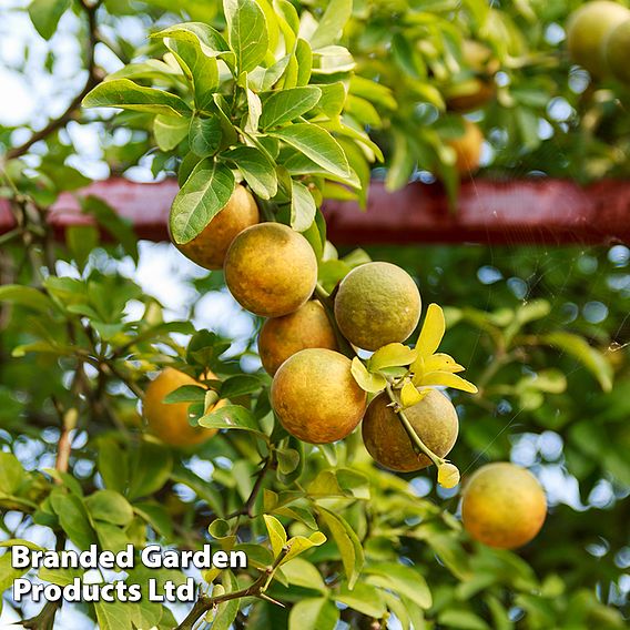 Citrus trifoliata (Citrus Fruit)