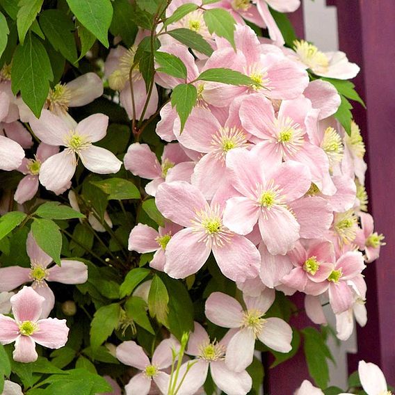 Clematis montana 'Rubens'