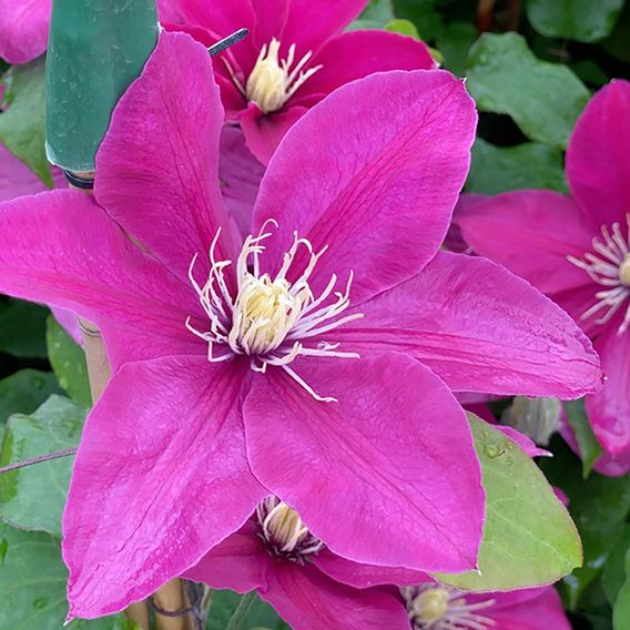 Clematis 'Acropolis'