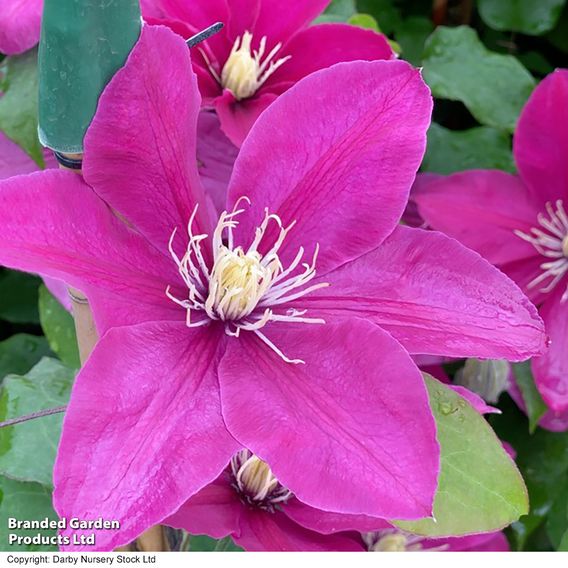 Clematis 'Acropolis'