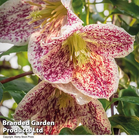 Clematis 'Advent Bells'