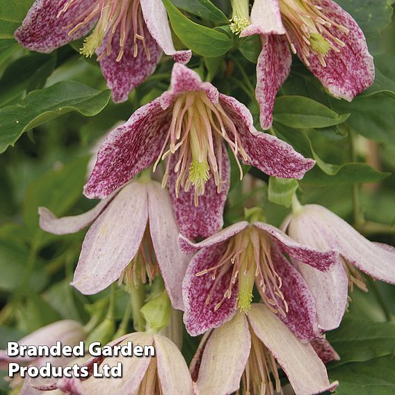 Clematis 'Advent Bells'