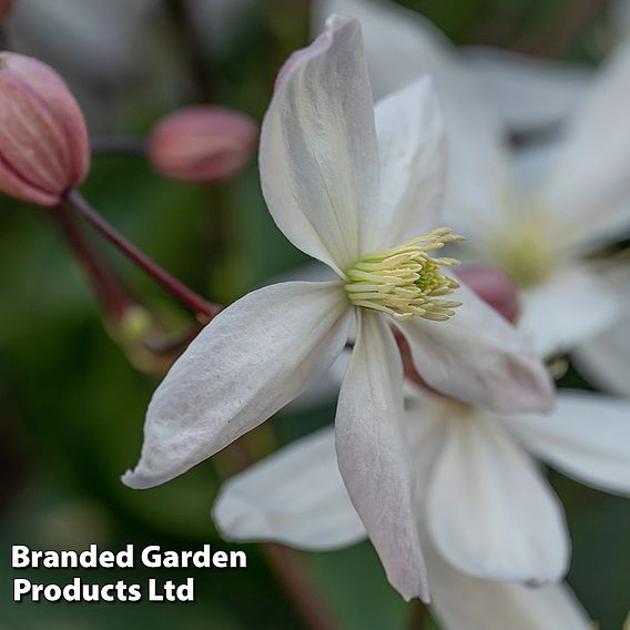 Clematis armandii