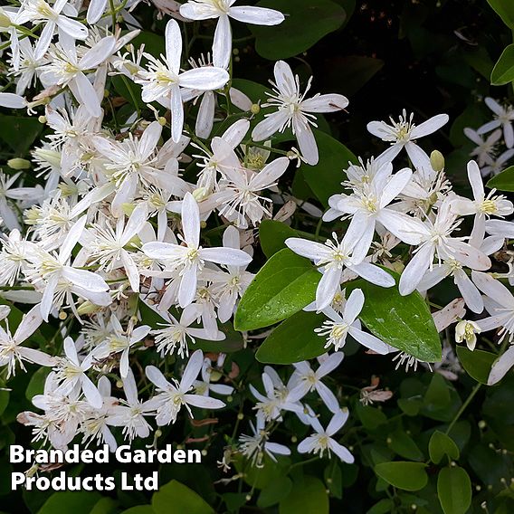 Clematis armandii