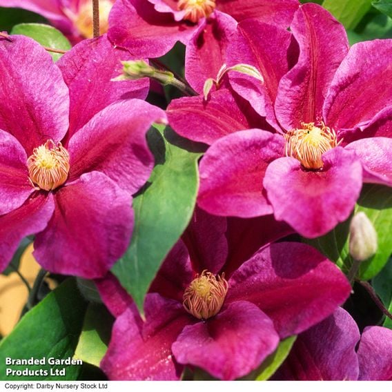 Clematis 'Vivienne Beth Currie'