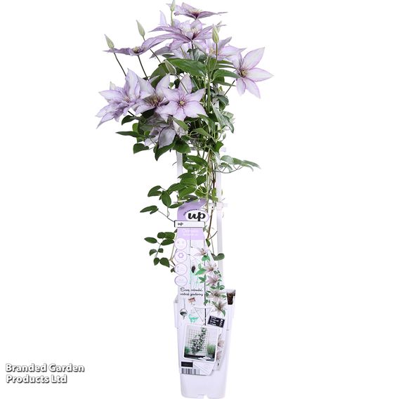 Clematis 'Samaritan Jo'™ evipo075