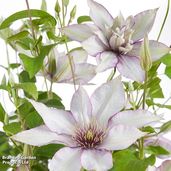 Clematis 'Samaritan Jo'™ evipo075