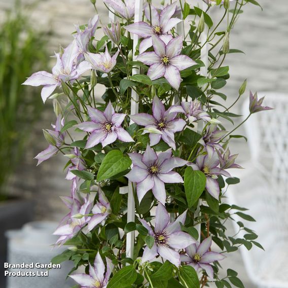 Clematis 'Samaritan Jo'™ evipo075