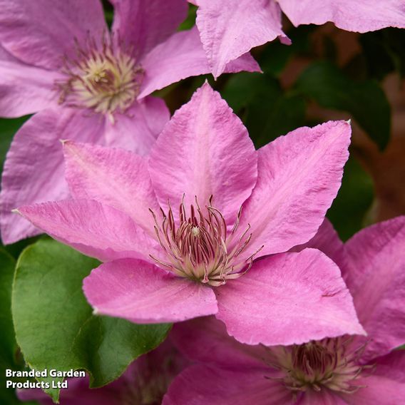 Clematis 'Bridgewater'