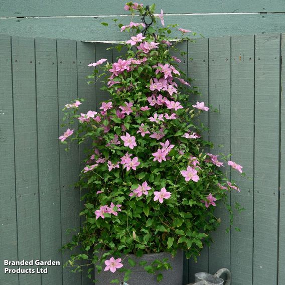 Clematis 'Bridgewater'