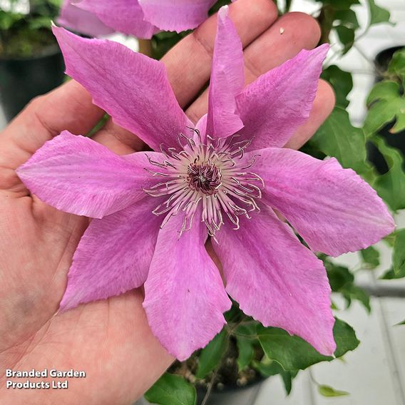 Clematis 'Bridgewater'