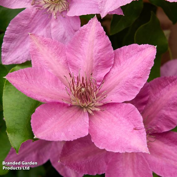 Clematis 'Bridgewater'