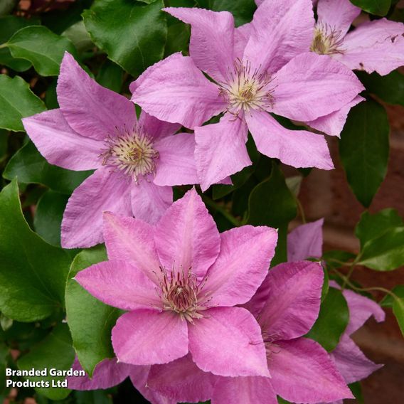 Clematis 'Bridgewater'