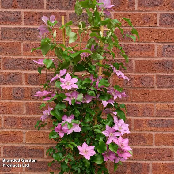 Clematis 'Bridgewater'
