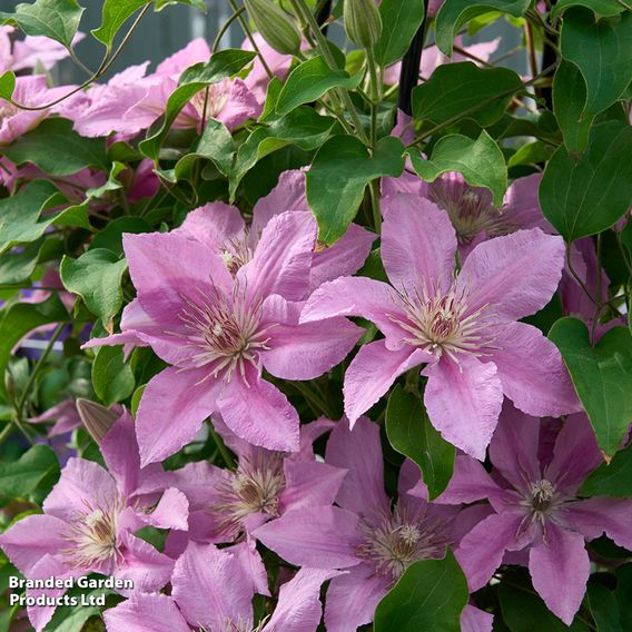 Clematis 'Bridgewater'