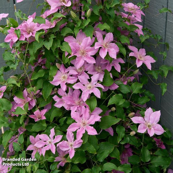 Clematis 'Bridgewater'
