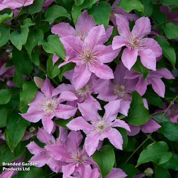 Clematis 'Bridgewater'