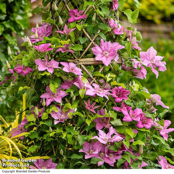 Clematis 'Bridgewater'