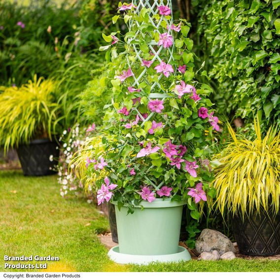 Clematis 'Bridgewater'