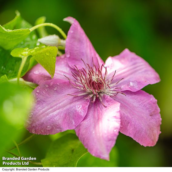 Clematis 'Bridgewater'