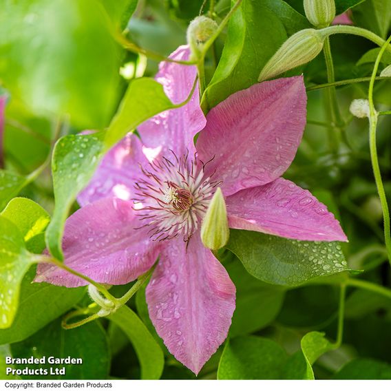 Clematis 'Bridgewater'
