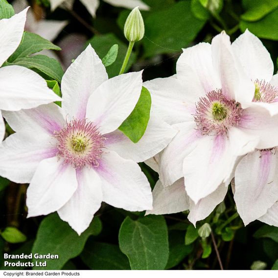 Clematis Corinne™ evipo063