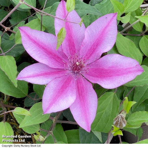 Clematis 'Darcy™' (evipo106)