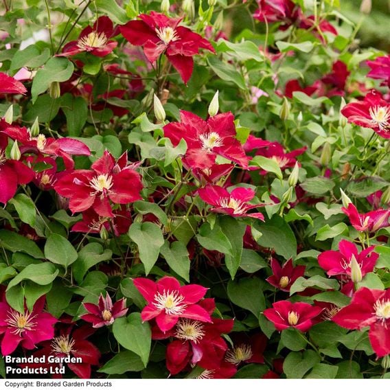 Clematis 'Elpis'