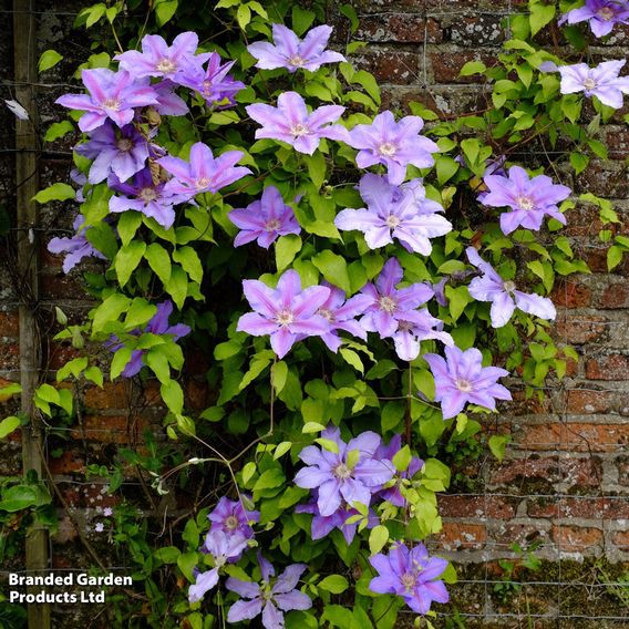 Clematis 'Etoile de Malicorne'