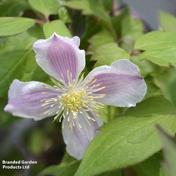 Clematis montana 'Fragrant Springs'